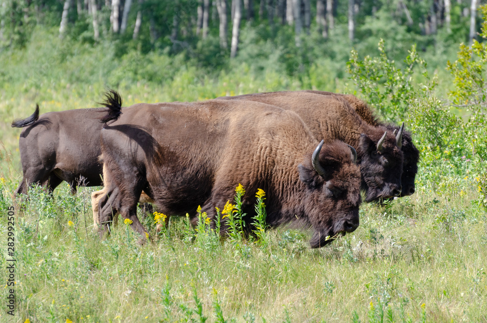 Herd of bison grazing in meadows at the Lake Audy Bison Enclosure at Riding Mountain National Park, Manitoba