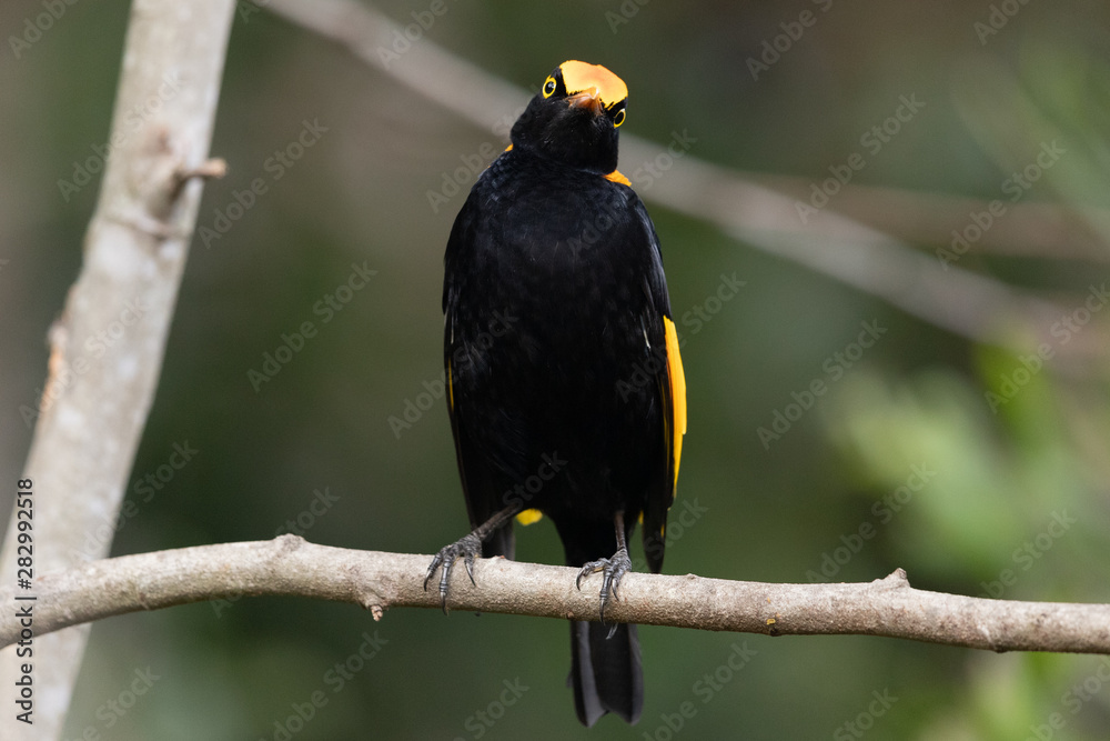Naklejka premium Regent Bowerbirds in Australia
