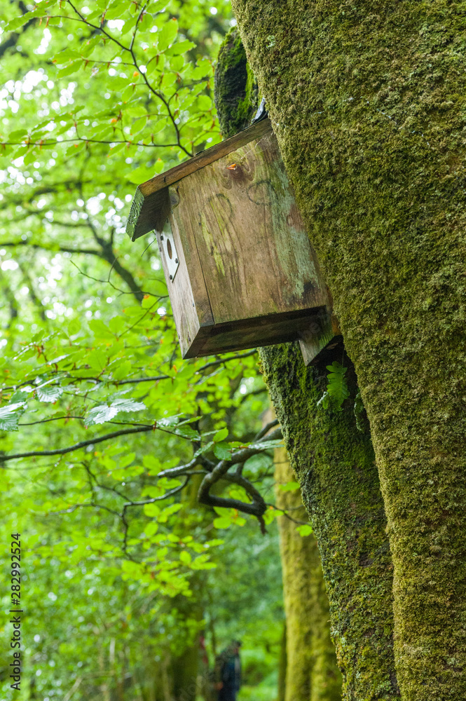 Artificial nest box in the Exmore Park - National Trust Artificial nest box in the Exmore Park - National Trust