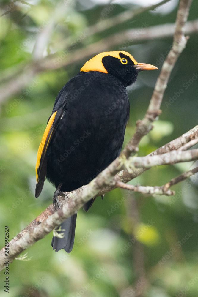 Regent Bowerbirds in Australia Regent Bowerbirds in Australia