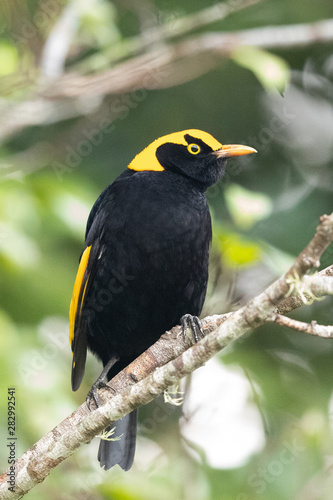 Regent Bowerbirds in Australia