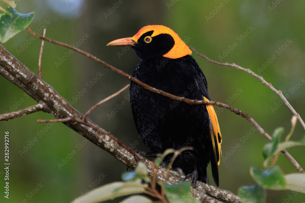 Fototapeta premium Regent Bowerbirds in Australia