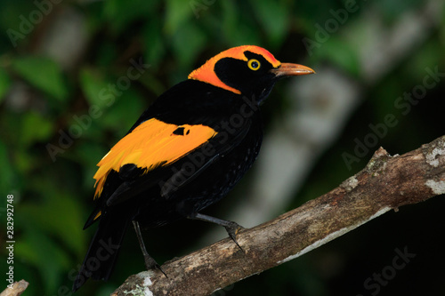 Regent Bowerbirds in Australia photo