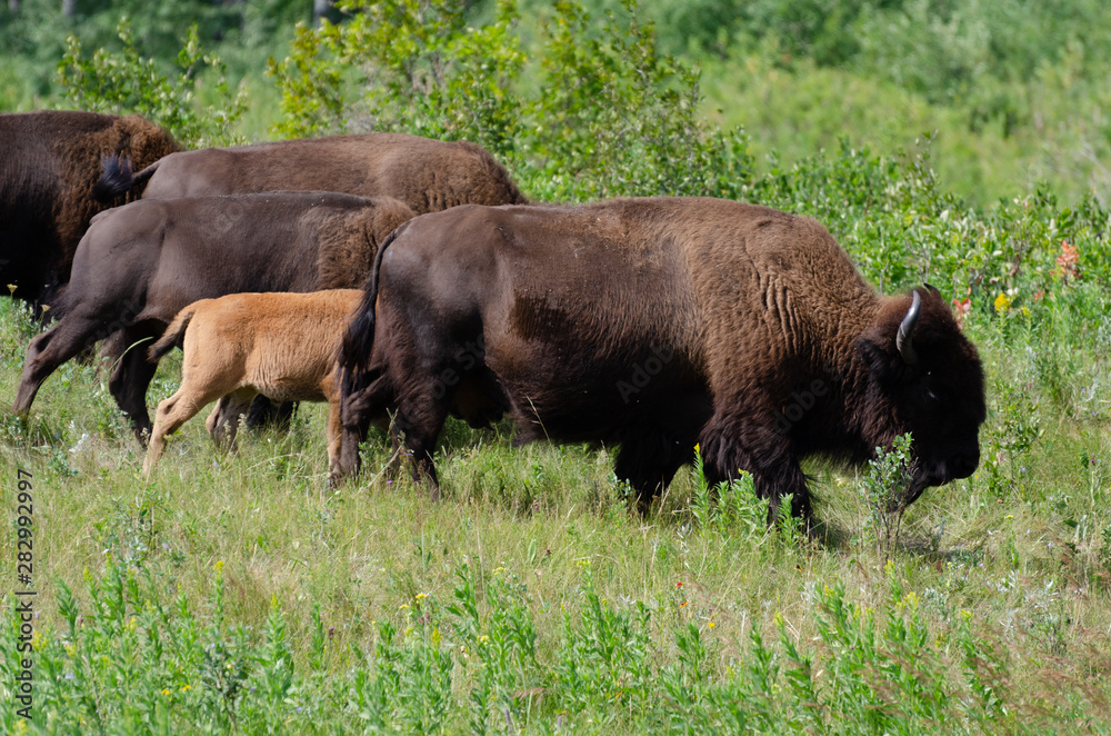 Bison herd grazing at the Lake Audy Bison Enclosure at Riding Mountain National Park Winnipeg, Manitoba, Canada - Travel Destination Bison herd grazing at the Lake Audy Bison Enclosure at Riding Mountain National Park Winnipeg, Manitoba, Canada - Travel Destination