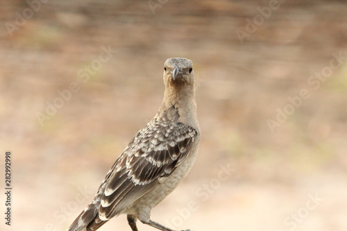 Wallpaper Mural Great Bowerbirds in Australia Torontodigital.ca