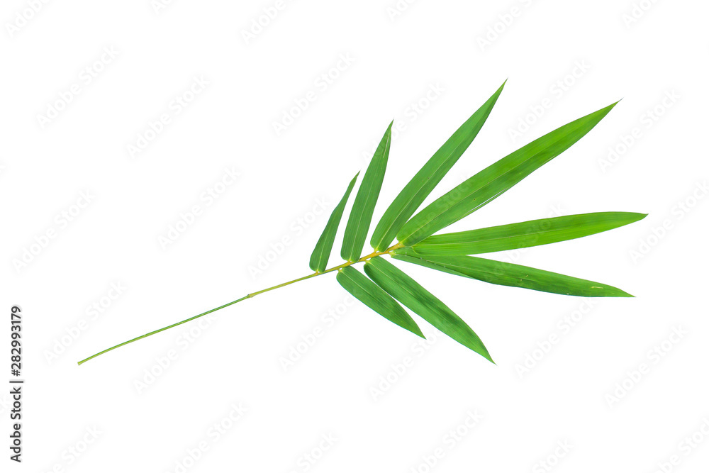 Fototapeta premium Bamboo leaf isolate on white with clipping path