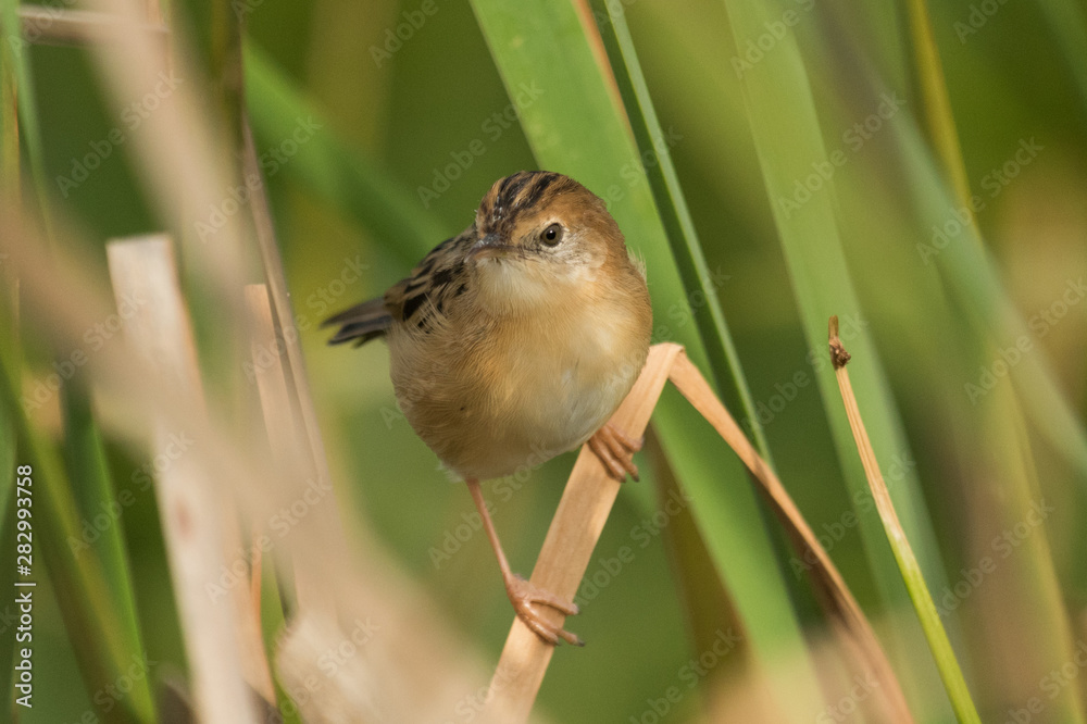 Golden Headed Cisticola in Australia Golden Headed Cisticola in Australia