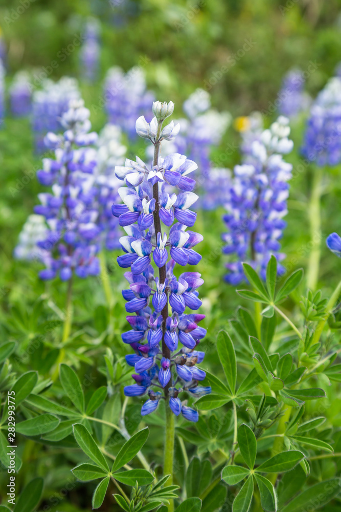Wild Alaskan Lupin wildflower in spring bloom. Wild Alaskan Lupin wildflower in spring bloom.