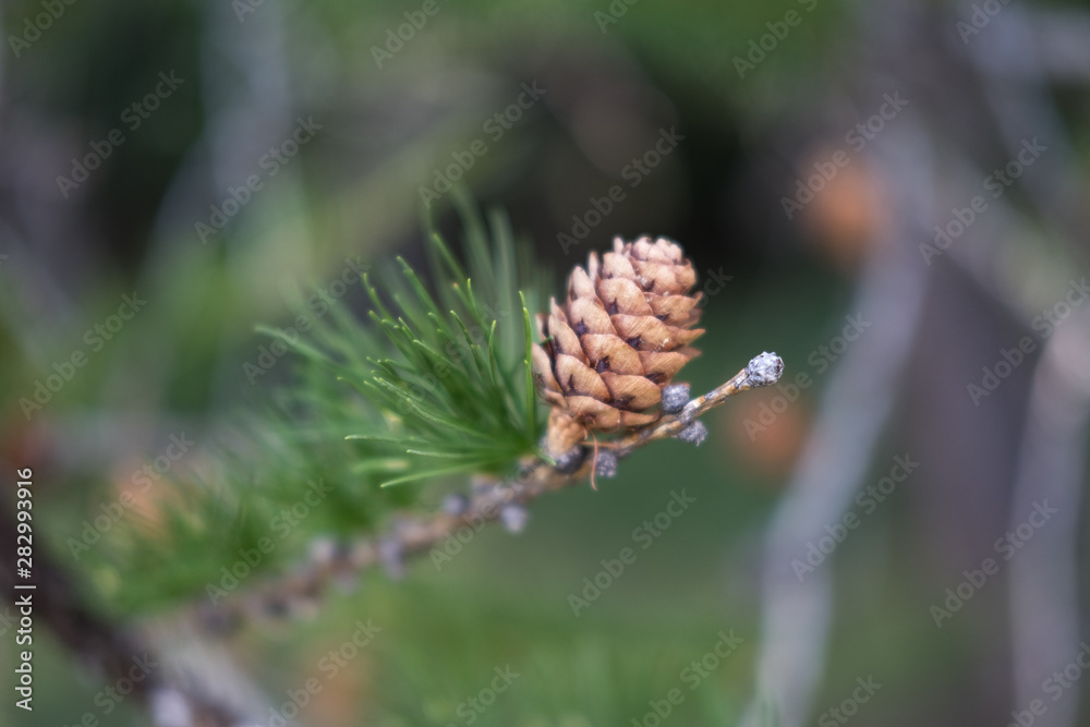 Plantes alpestres d'été