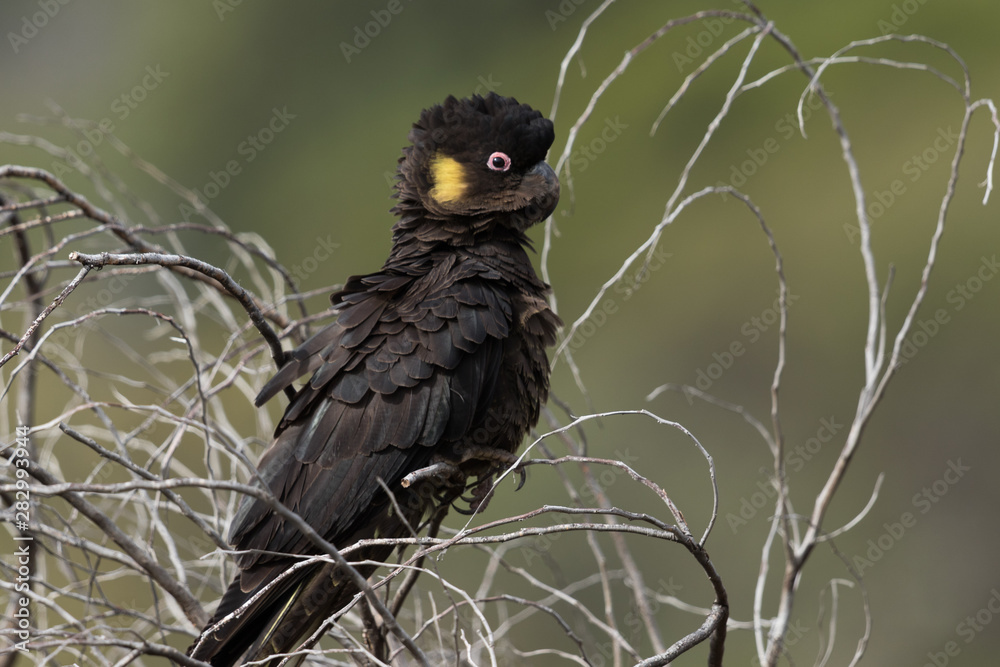 Fototapeta premium Yellow Tailed Black Cockatoo