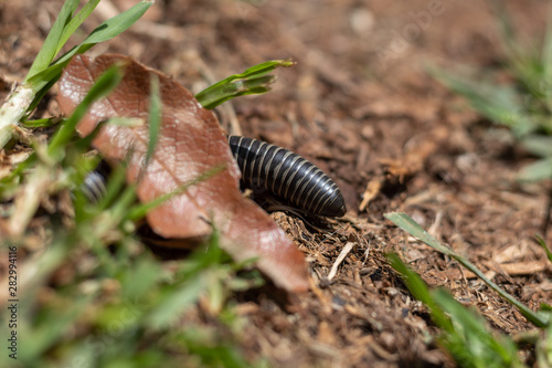 Centipede moving backwards through the forest ground.