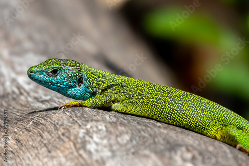 Male of green lizard Lacerta viridis on a tree trunk