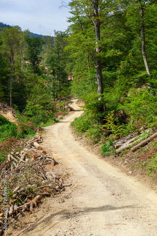 Forest mountain dirt trail on a bright sunny day Forest mountain dirt trail on a bright sunny day