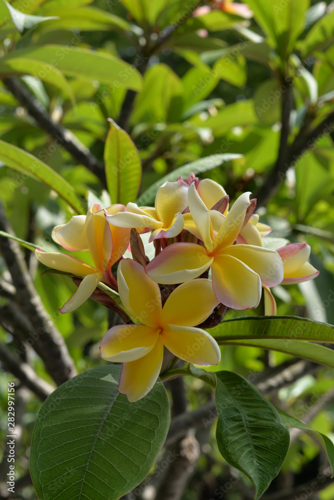 Westindische Frangipani (Plumeria alba) 