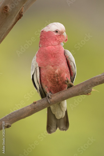 Galah Cockatoo in Australia