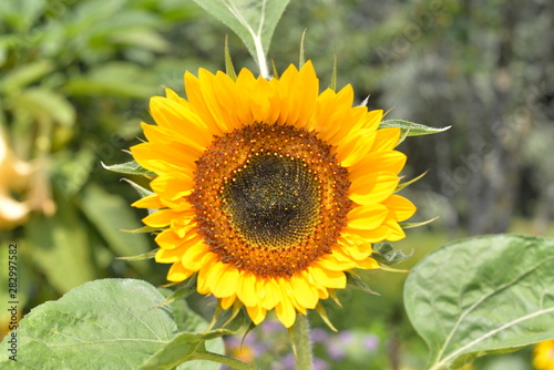 Sonnenblume photo