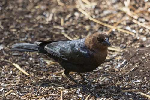 Brown Headed Cowbird in Pennslyvania