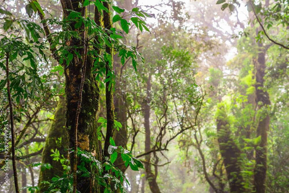 Fototapeta premium Tropical rainforest with morning fog in rainy season.