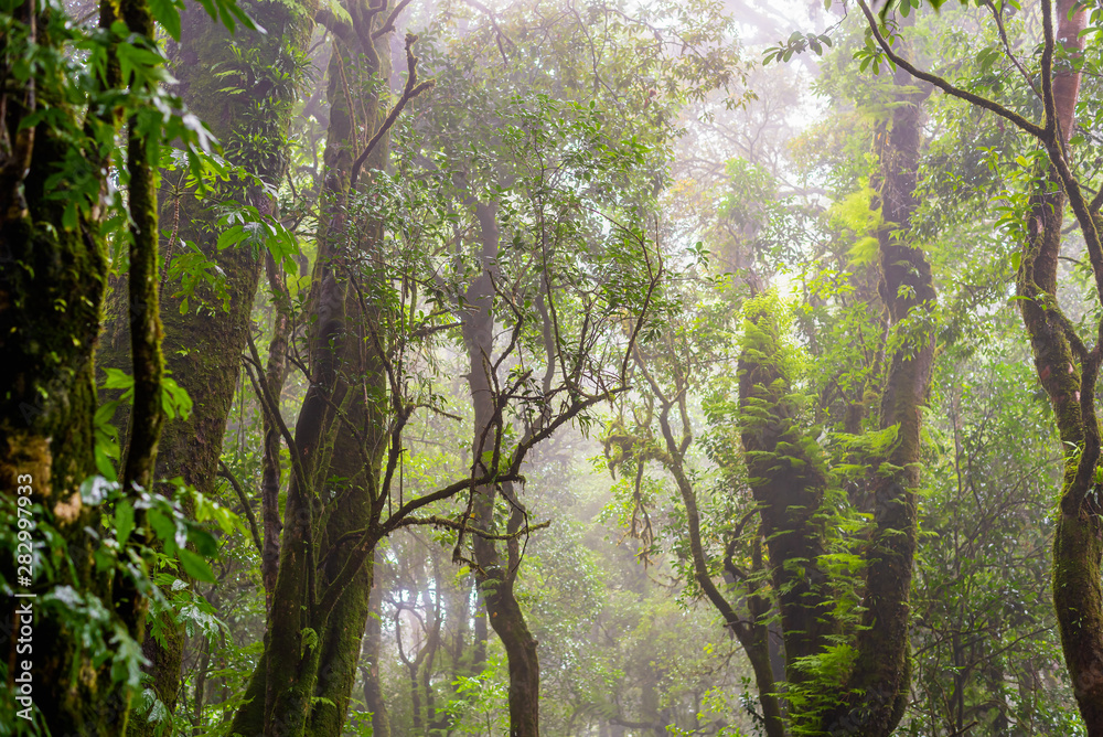 Naklejka premium Tropical evergreen rain forest with morning fog in rainy season.