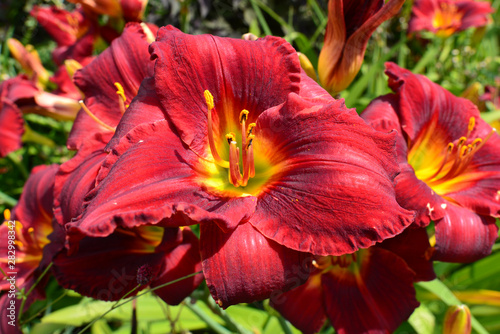 Taglilien (Hemerocallis) photo