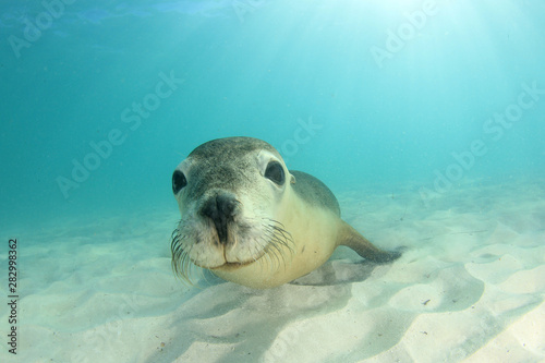 Australian Sea Lion  photo