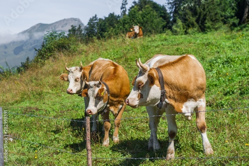 Beautiful swiss cows. Alpine meadows. Mountains. © ALENA