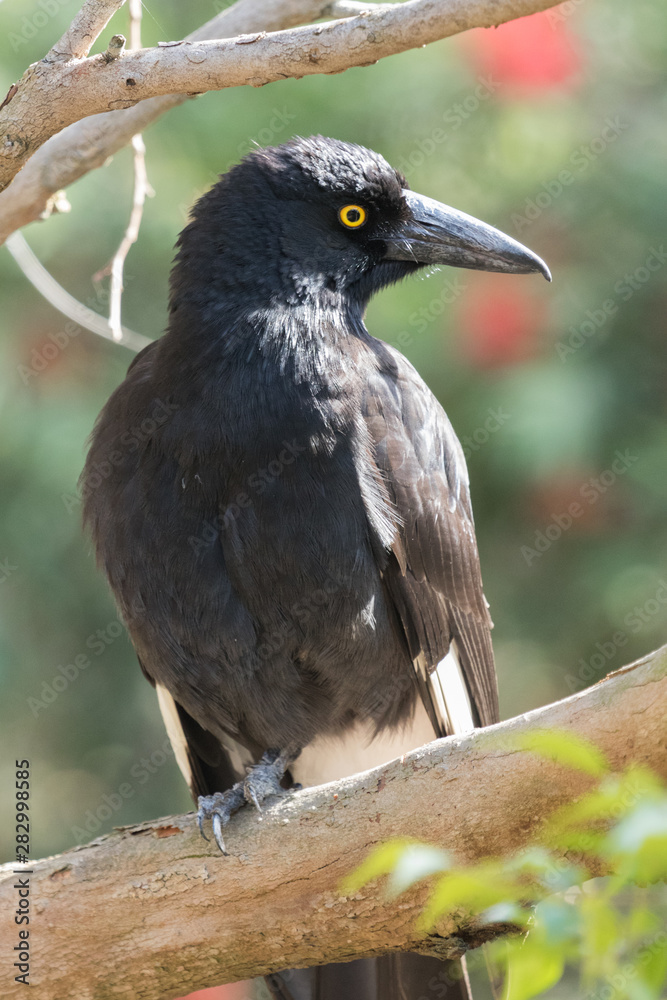 Obraz premium Pied Currawong in Australia