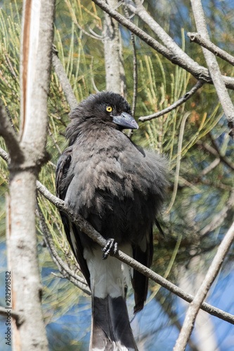 Pied Currawong in Australia
