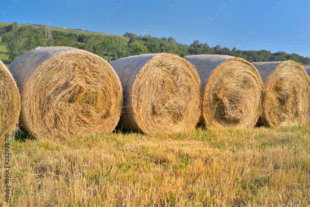 fresh bales of hay on line in a field fresh bales of hay on line in a field