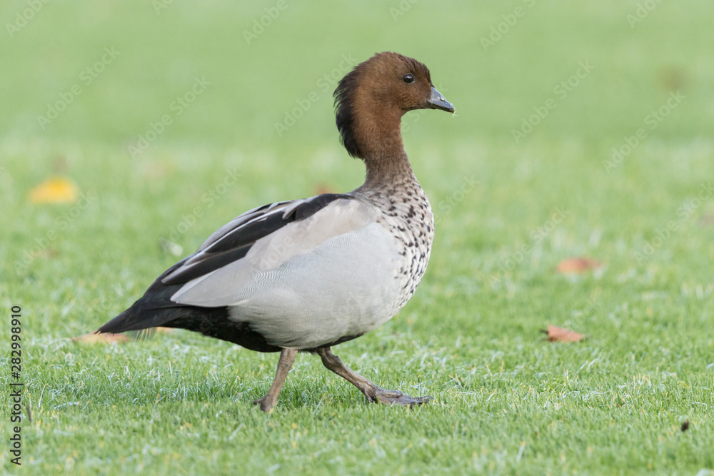 Australian Wood Duck Australian Wood Duck