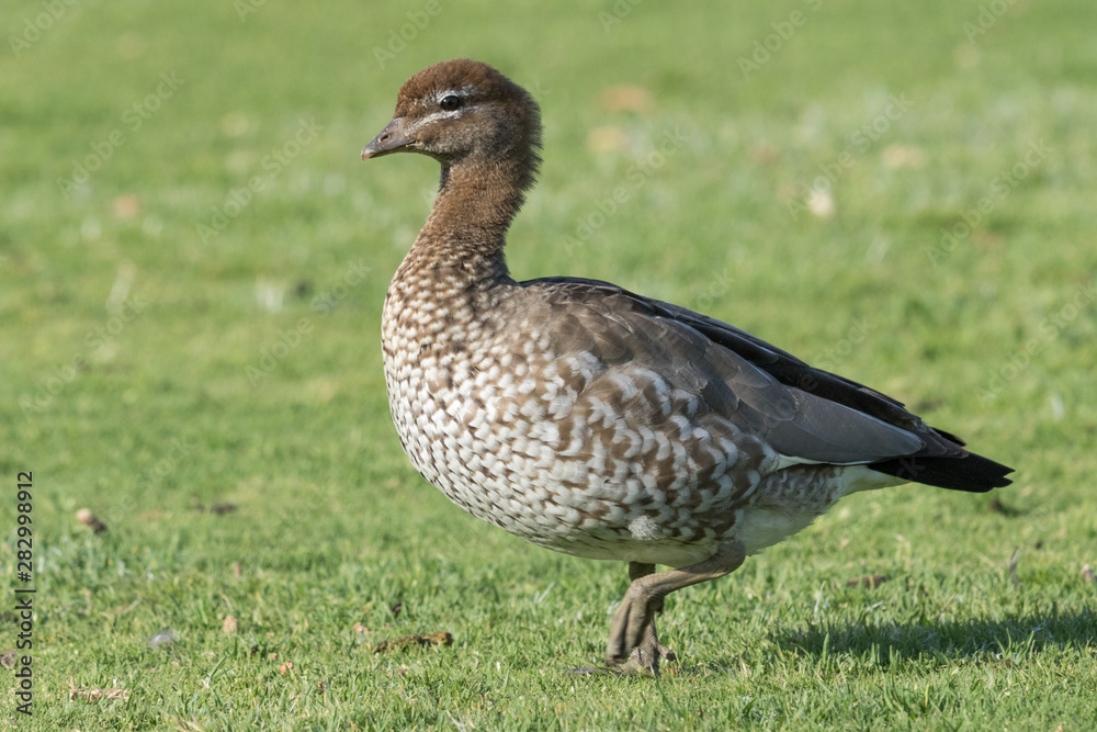 Australian Wood Duck