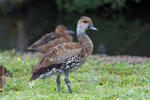 West Indian Whistling Duck