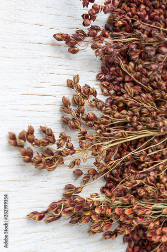 Sprigs of red millet and grains of millet on a white background. Close-up.