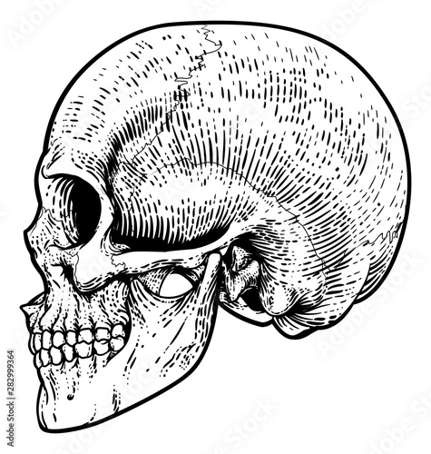 A skull graphic. Original illustration in a vintage engraving woodcut etching style.