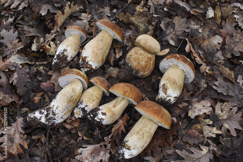 Boletus mushroom (Boletus aereus) in the forest. Forest fungi Boletus. Nature background texture, King mushroom, dark cep or bronze bolete