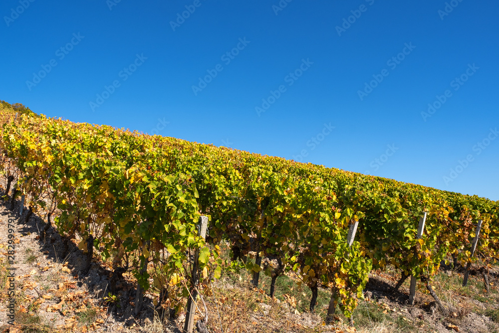 In den Weinbergen in der Nähe von Eltville/Deutschland im Rheingau