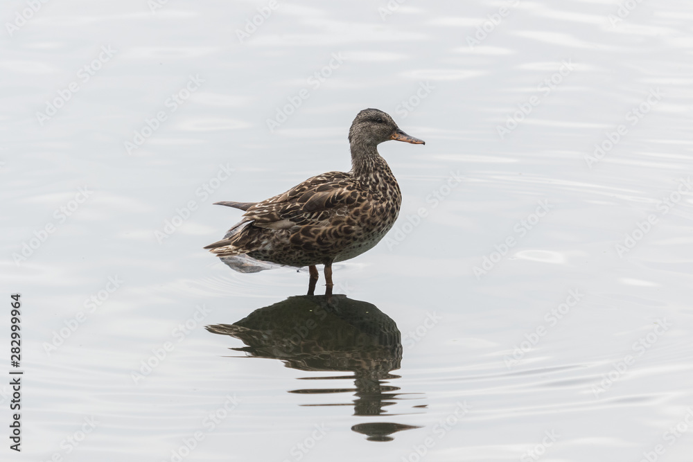 Gadwall English Duck Gadwall English Duck