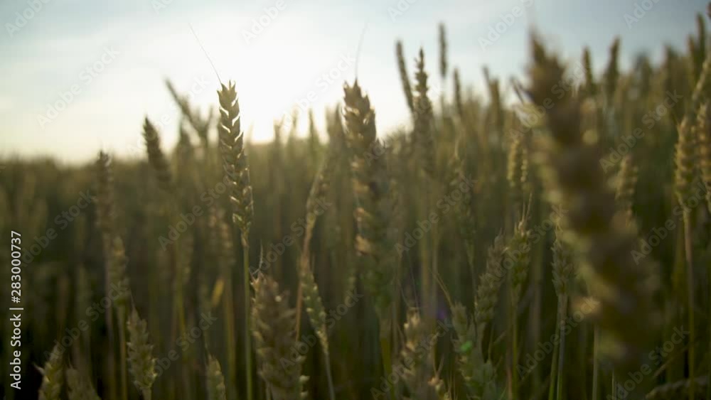 field of wheat field of wheat