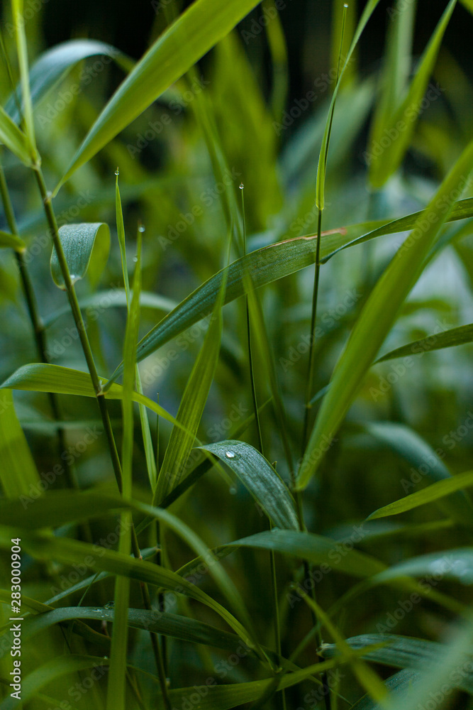 Close-up of moody sharp green grass with water drops in the misty morning Close-up of moody sharp green grass with water drops in the misty morning