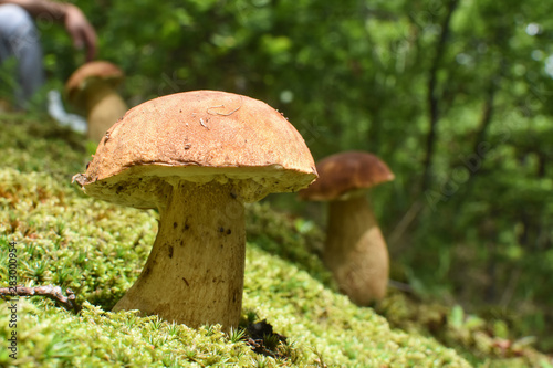 Boletus mushroom (Boletus aereus) in the forest. Forest fungi Boletus. Nature background texture, King mushroom, dark cep or bronze bolete