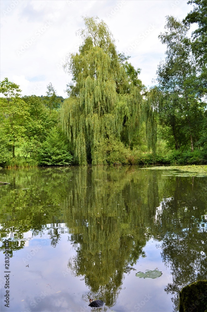Trauerweide am Wasser