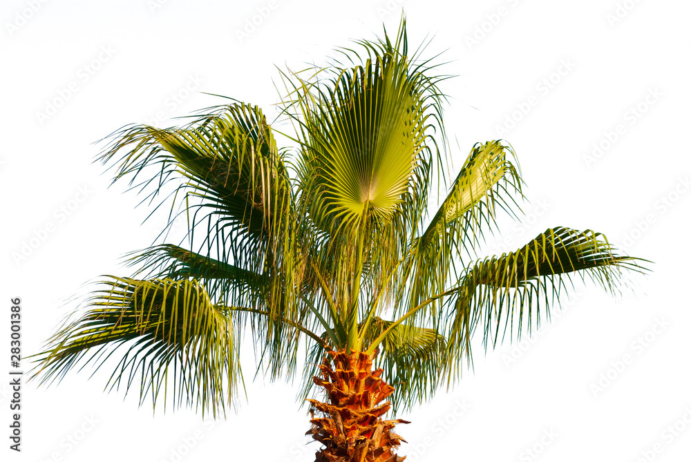 Palm tree isolated on white background Palm tree isolated on white background