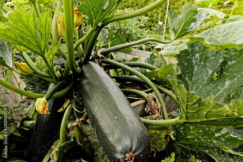 realy large zucchini in high bed in my urban garden photo