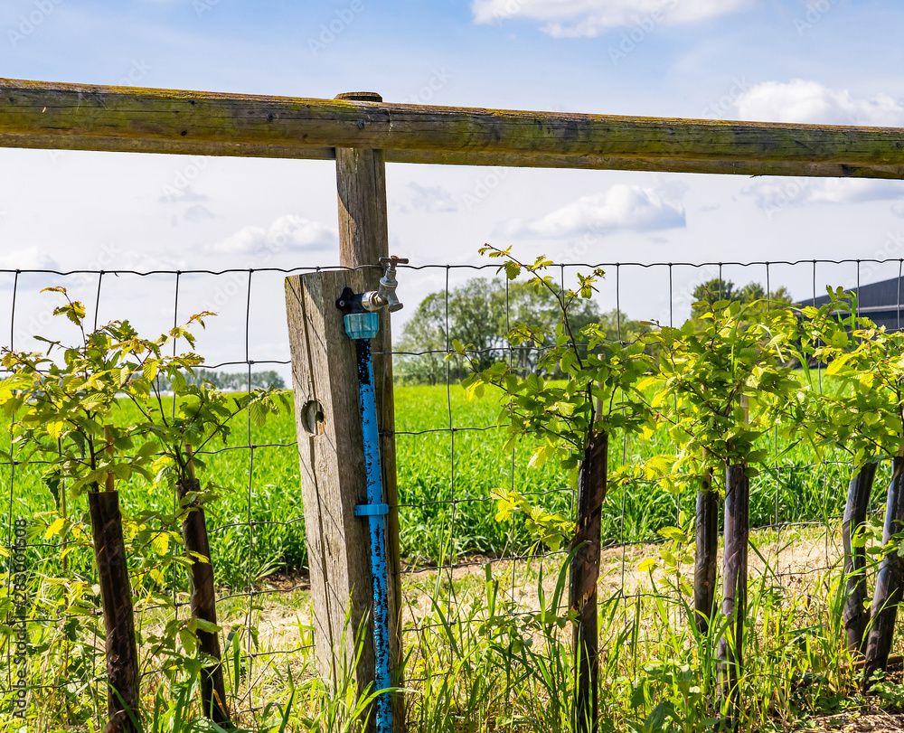 Fototapeta premium Outside tap to feed and water newly established hawthorn hedge plants