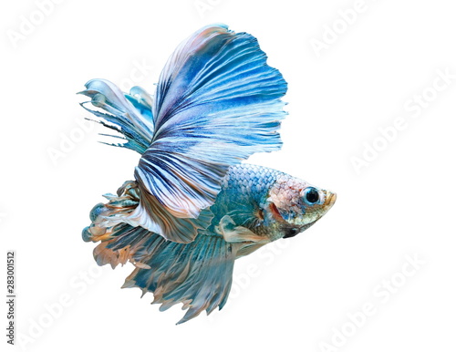 Betta Fish, Betta splendens ,Siamese fighting fish, blue fish on White background.