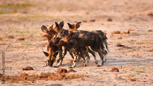 Pack of wild dog puppies