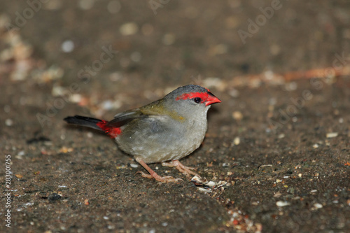 Red Browed Finch in Australia