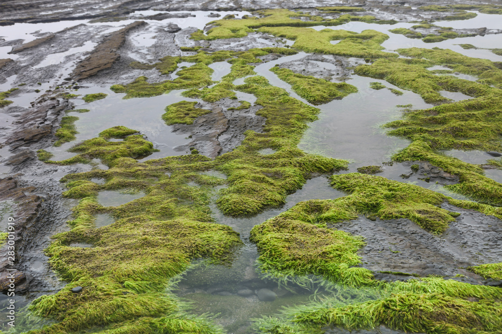 Naklejka premium Stone with algae 