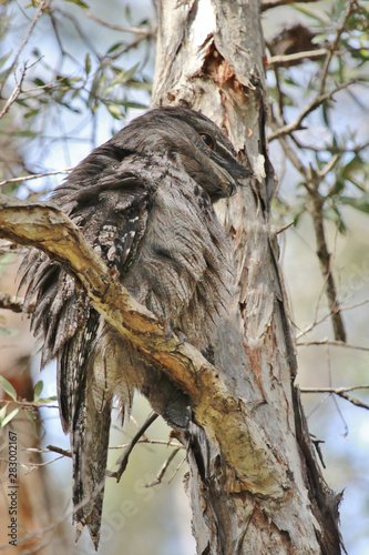 Tawny Frogmouth in Australia