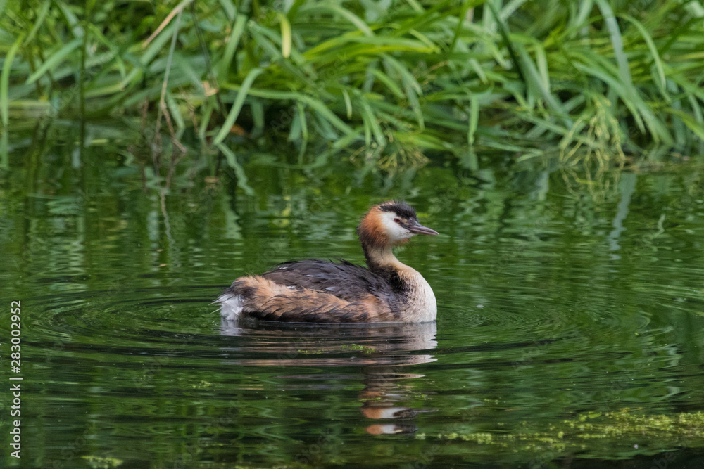 Great Crested Grebe in England Great Crested Grebe in England